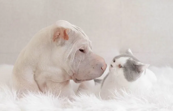 This Shar Pei Is Best Friends With A Cat, And Their Photos Are Just Too Adorable