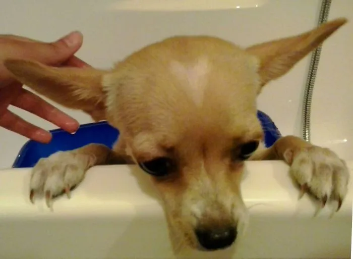 Washing Myshi