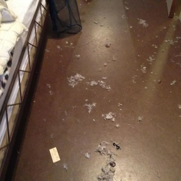 My Ferrets Were "Playing" In My Bedroom While I Was Cleaning