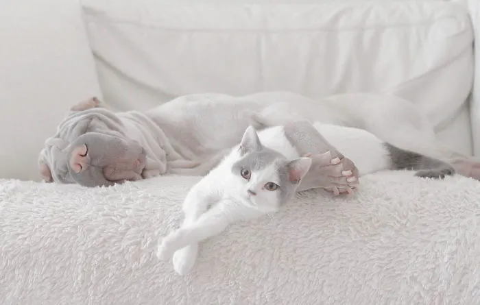 This Shar Pei Is Best Friends With A Cat, And Their Photos Are Just Too Adorable