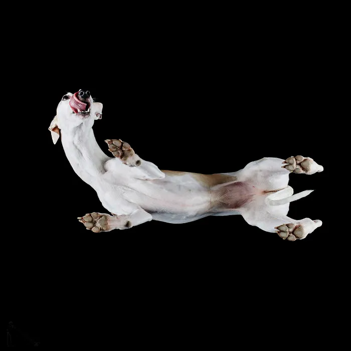 Under-Dogs: I Photograph Dogs From Underneath