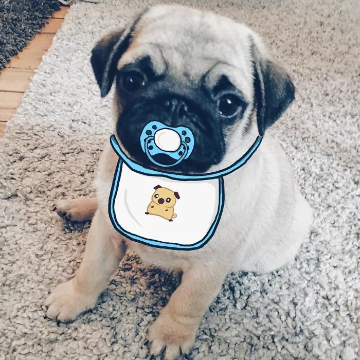 Throwback When Mr. Georges Was Still A Tiny Baby Pug