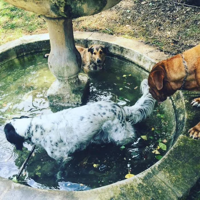 You Can Call It A Pool Party