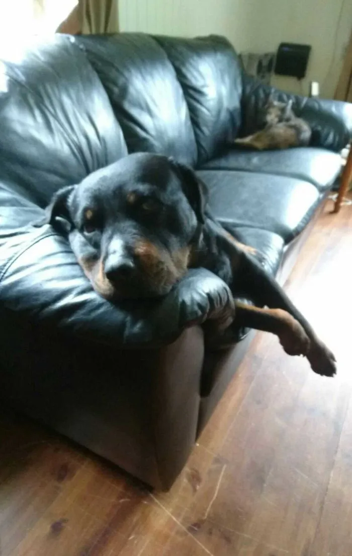 I Regret I Was Gone So Long, And Did Not Lay In The Sofa With Them..