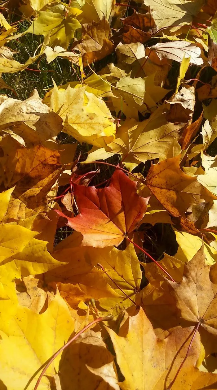 These Leaves...on The Ground...are Beautiful. You Are Also Beautiful.
