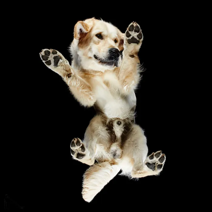 Under-Dogs: I Photograph Dogs From Underneath