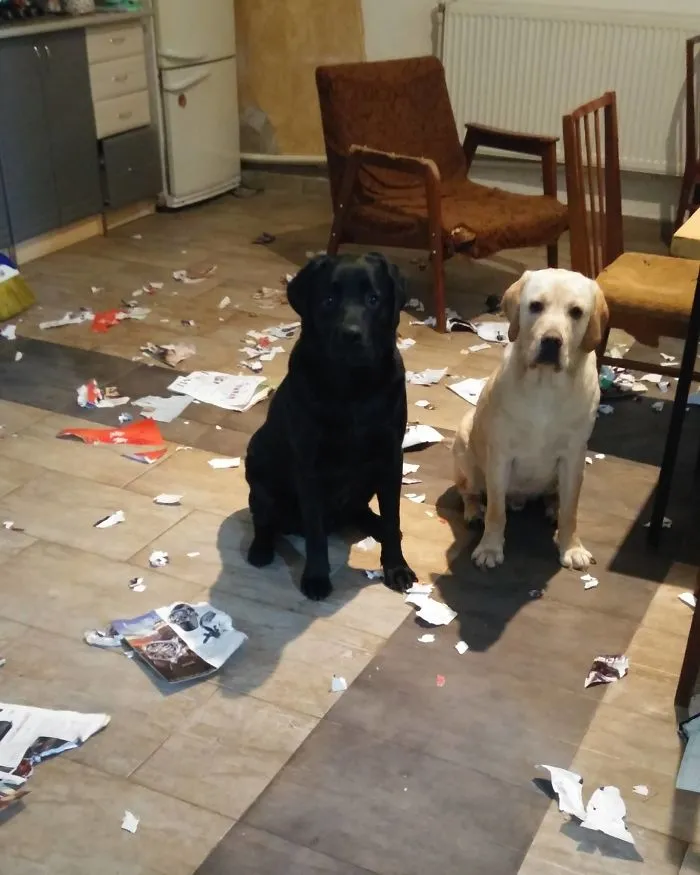 I Only Left Them For 10 Minutes