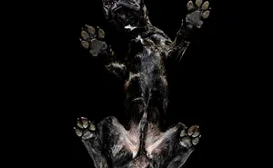Under-Dogs: I Photograph Dogs From Underneath