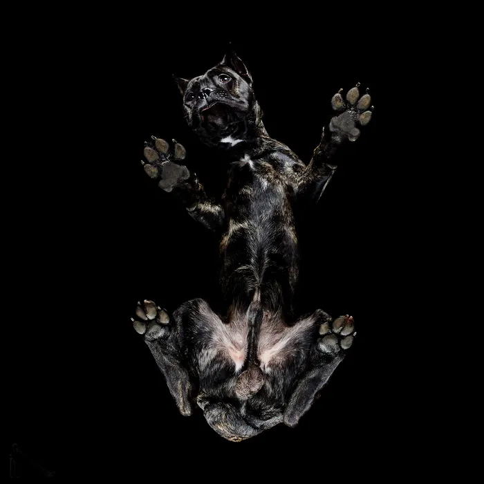 Under-Dogs: I Photograph Dogs From Underneath