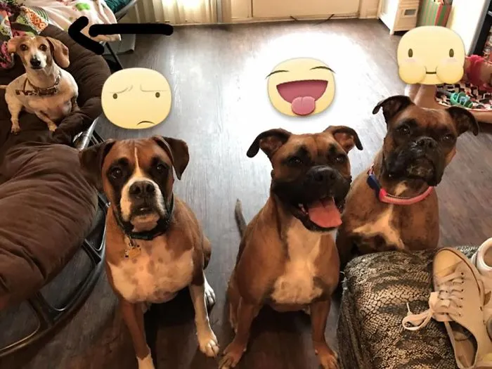 Three Boxers And Their Trainer