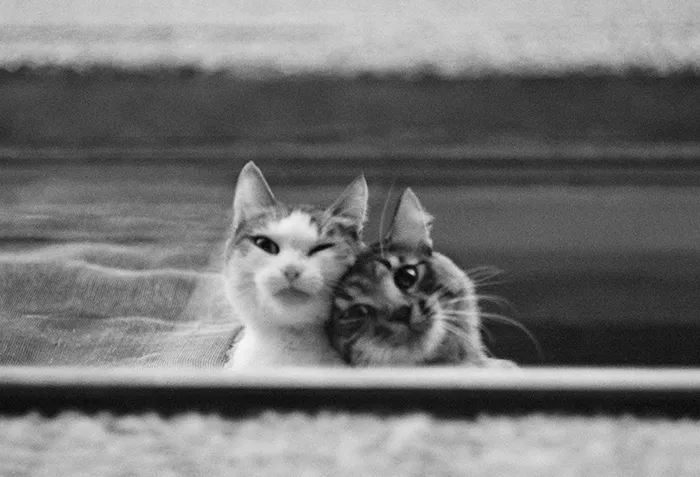 I Photograph The Secret World Of Stray Cats Of Kazakhstan