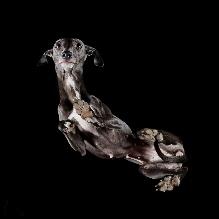 Under-Dogs: I Photograph Dogs From Underneath
