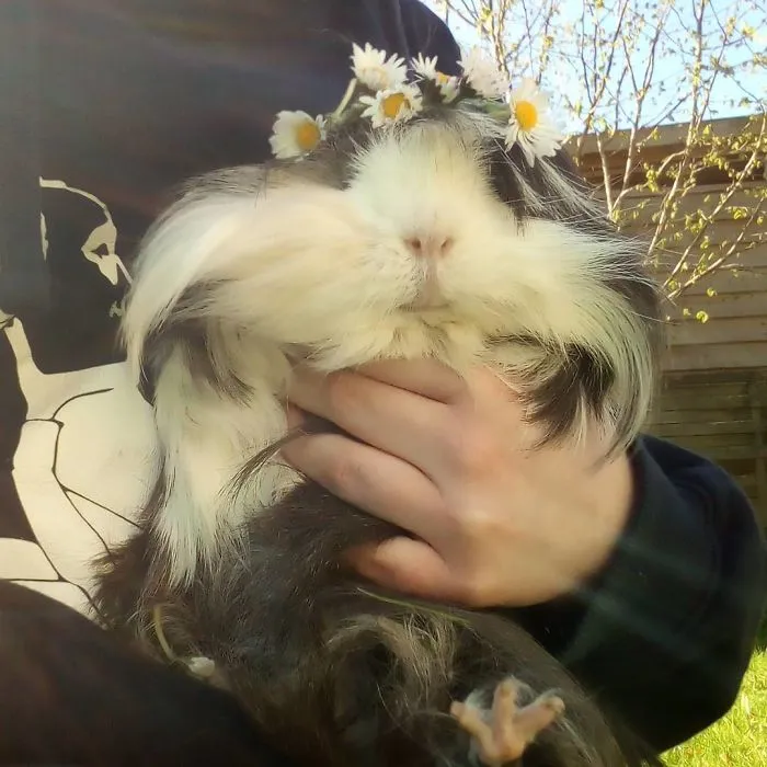 53 Guinea Pigs With The Most Majestic Hair