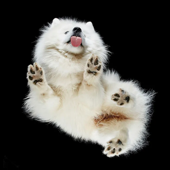 Under-Dogs: I Photograph Dogs From Underneath