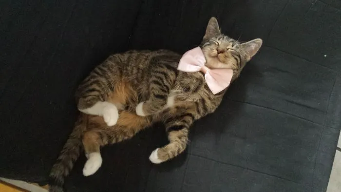My Princessin (german Cat)