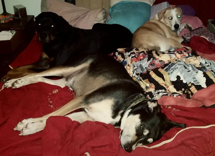 Bed Hogs
