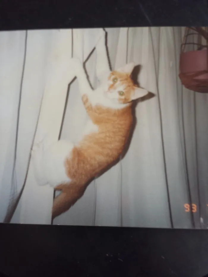 Bad Kitty!