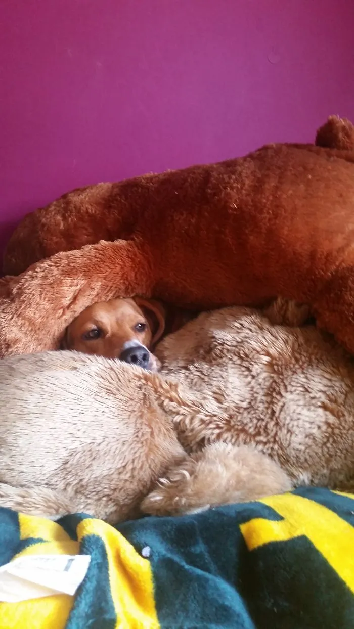 Two Giant Teddy Bears One Tired Baby