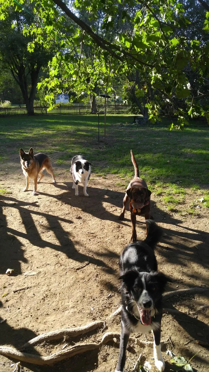 Only Half The Pack!