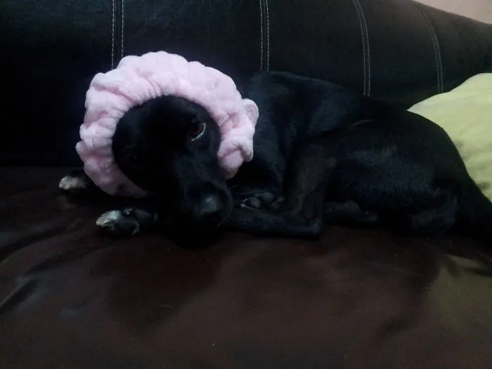 Sometimes We Can't See Duchess On The Sofa, So My Youngest Daughter Did This...