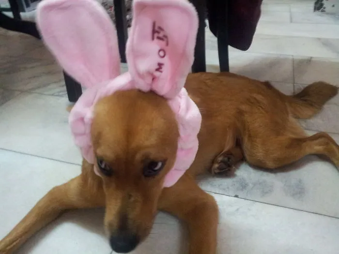 My Youngest Daughter Is Back... Now Giving Goldie A Pair Of Rabbit Ears...