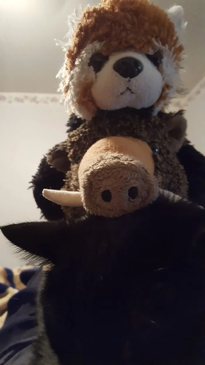 Totem Pole Cat