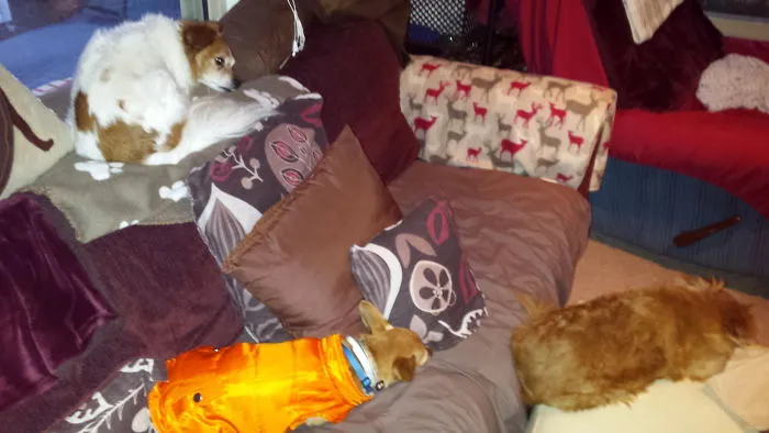 Three Dog Nite Nite. . . Because "one Is The Lonliest Number"