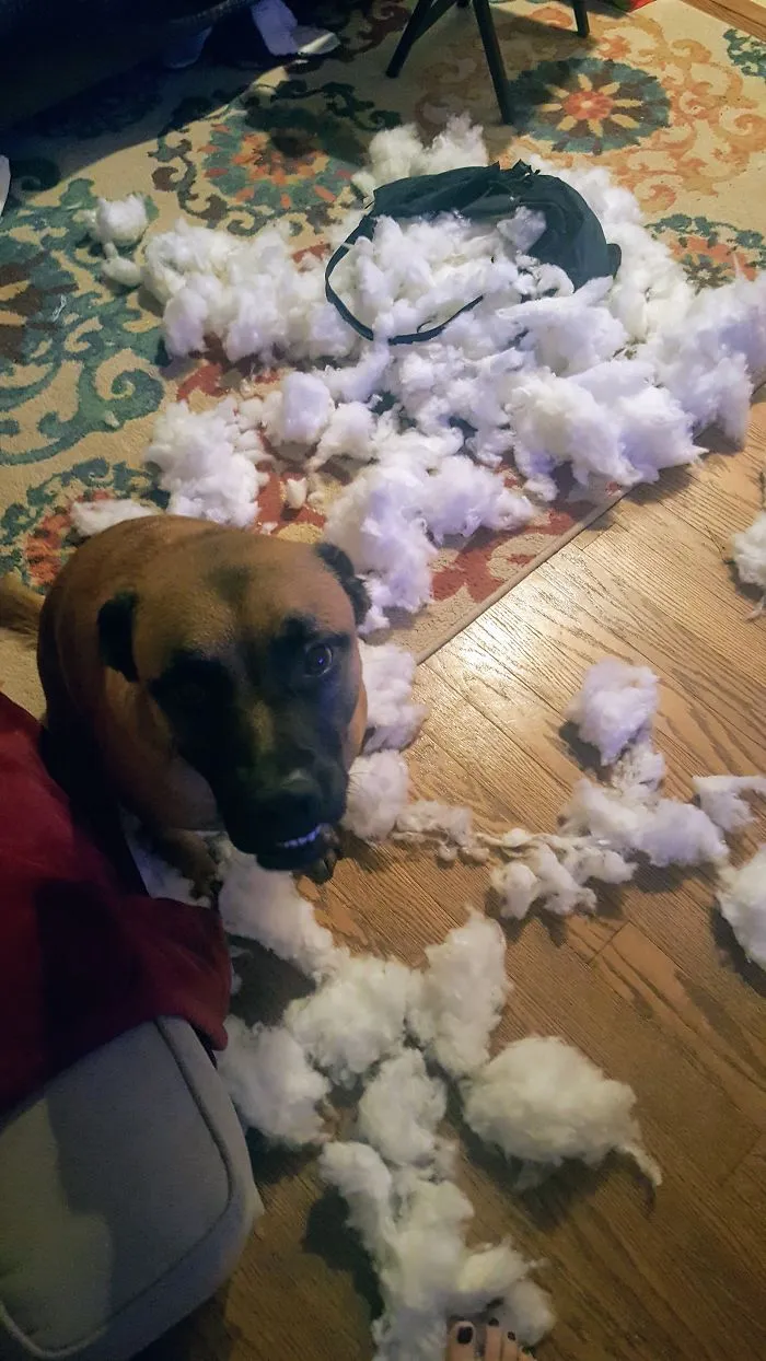 We No Longer Have Couch Pillows
