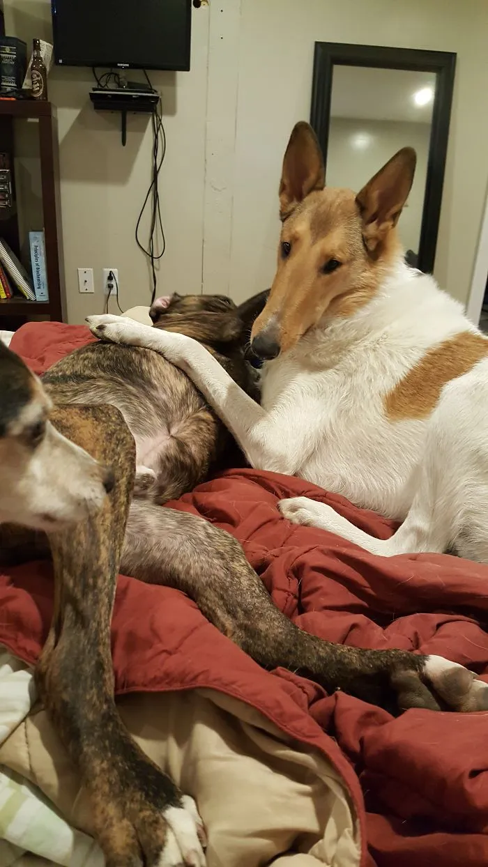 They Always Pick On Each Other When You're About To Go To Sleep