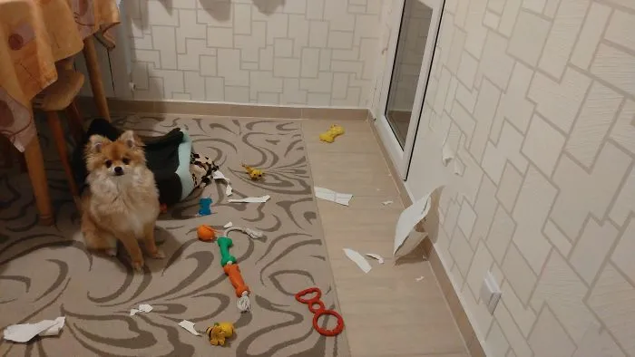 "it Wasn't Me"