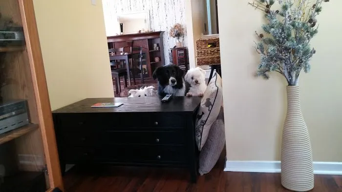 But We Want Cake Too! (there's A 4th Sleeping)