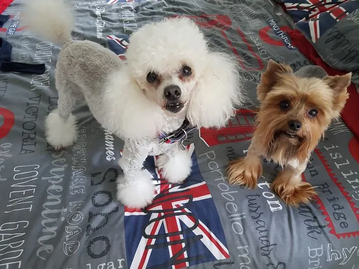 My Two Furkids!