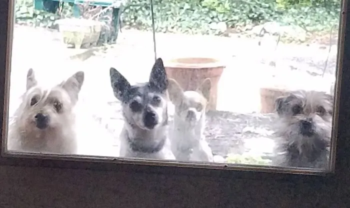 My 4 Dogs!