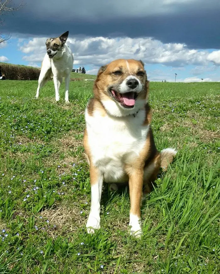 My Pack ,baby And Milo