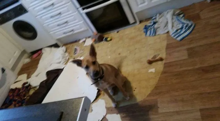 We Spoke About Getting New Flooring For The Kitchen And I Guess Rio Wanted To Help Lift It What A Good Girl!