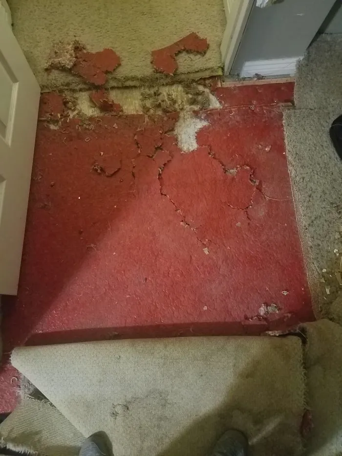 Left Her In The Kennel With Our Other Dog, Somehow She Got Out And Destroyed The Carpet And Wall While Here Sister Stayed In The Kennel!