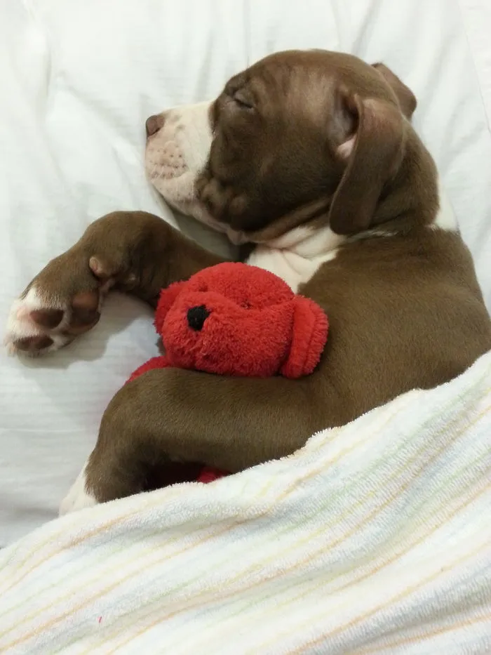 Charles And His Bear
