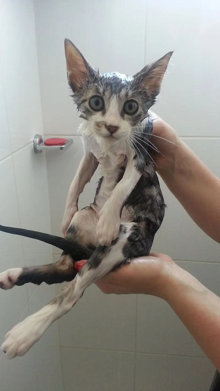 Puma's Cat Bath