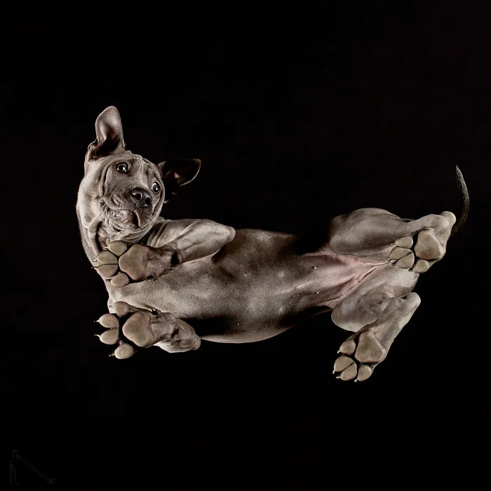 Under-Dogs: I Photograph Dogs From Underneath