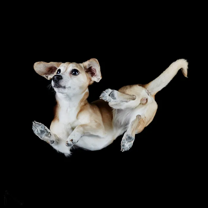 Under-Dogs: Retrato a los perros desde abajo