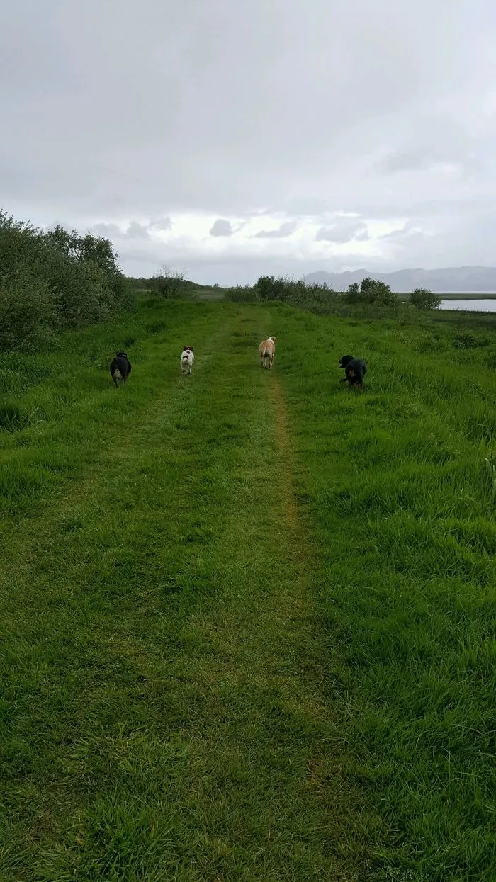 Running Wild