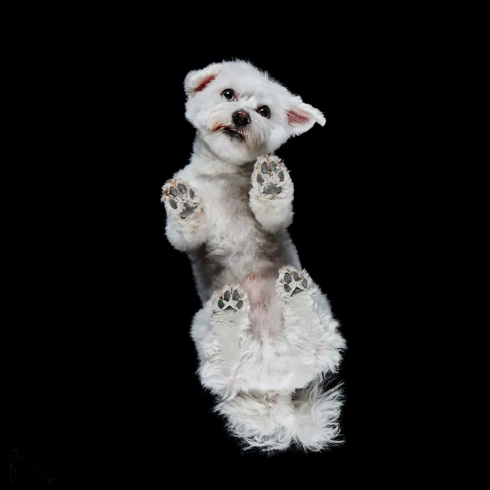 Under-Dogs: Retrato a los perros desde abajo