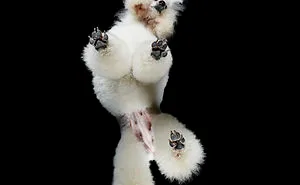 Under-Dogs: I Photograph Dogs From Underneath