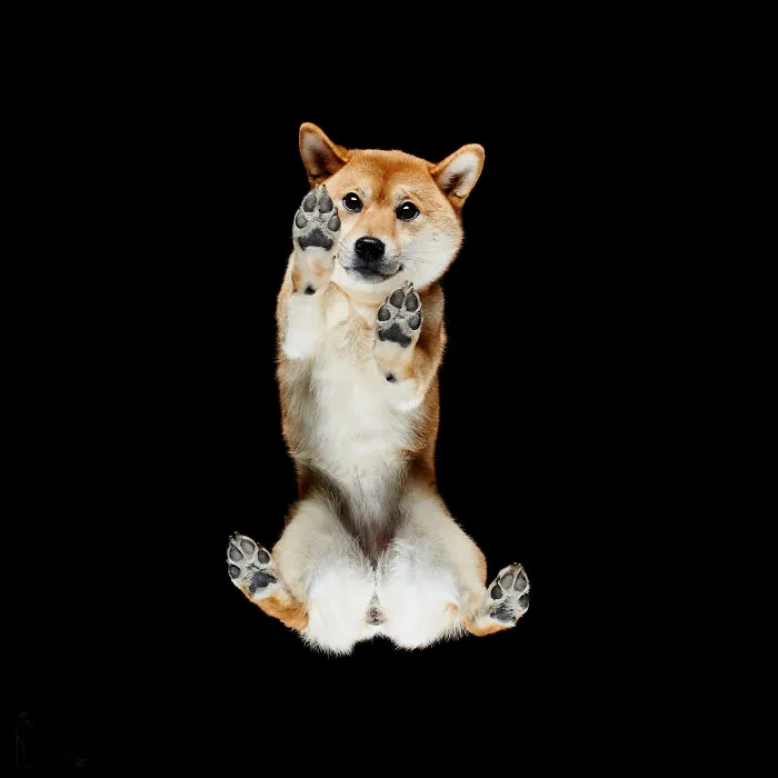 Under-Dogs: I Photograph Dogs From Underneath
