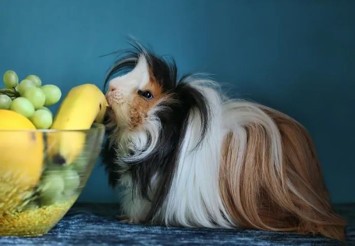 53 Guinea Pigs With The Most Majestic Hair