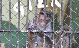 Rescue The Giza Zoo!