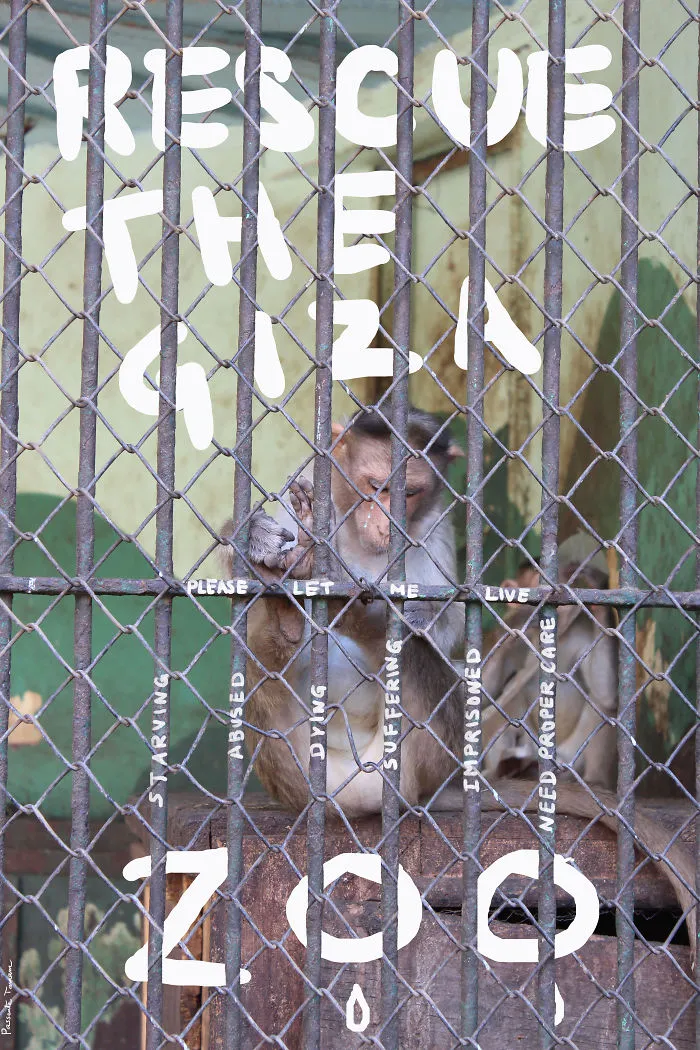 Rescue The Giza Zoo!