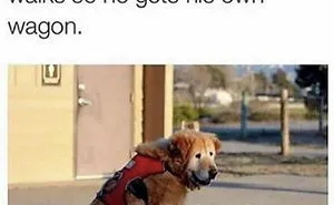 35 Happy Animal Memes That Might Make You Smile