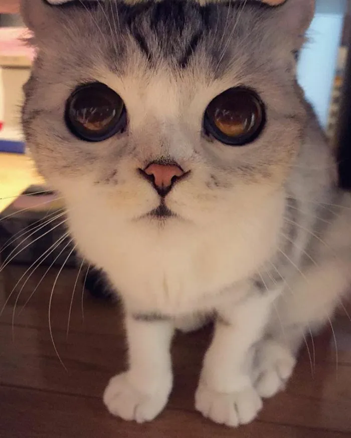 Meet Hana, A Japanese Kitty With Incredibly Big Eyes Who Is Taking Instagram By Storm