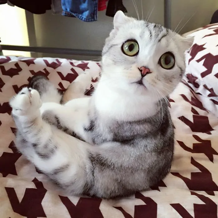 Meet Hana, A Japanese Kitty With Incredibly Big Eyes Who Is Taking Instagram By Storm